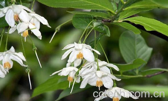 果蔬百科秤锤树-0