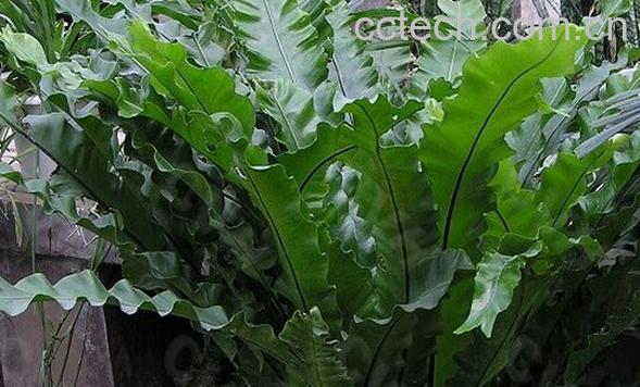 果蔬百科巢蕨-0