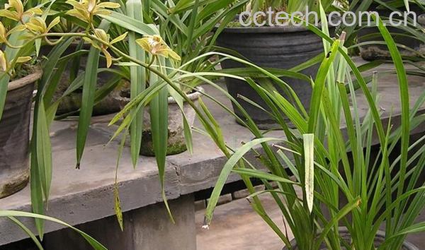 果蔬百科长叶兰-0