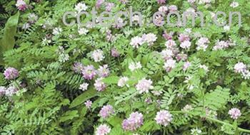 果蔬百科金铃花-0