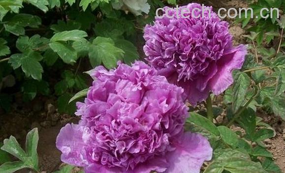 果蔬百科牡丹花种植技术-0