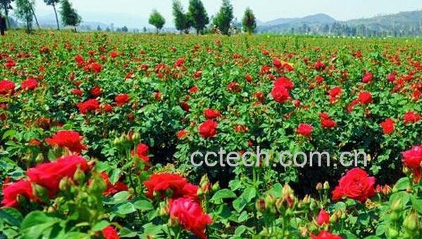 果蔬百科玫瑰花种植技术-0