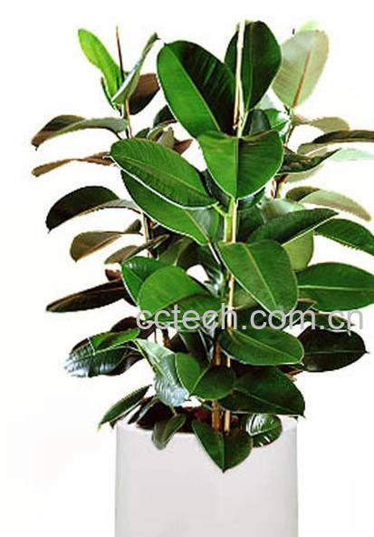 果蔬百科橡皮-0