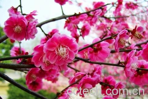 果蔬百科马利筋-0