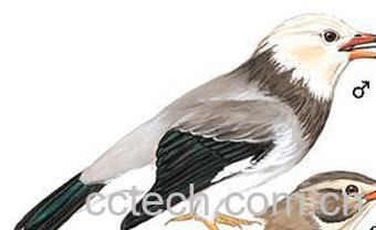 果蔬百科金丝梅-0