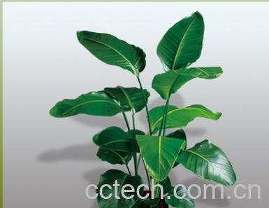 果蔬百科韭兰-0