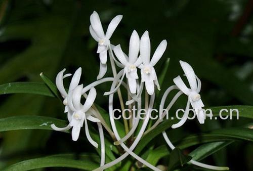 果蔬百科风兰-0