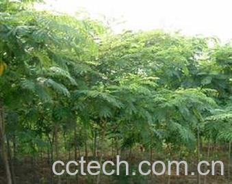 果蔬百科银合欢-0