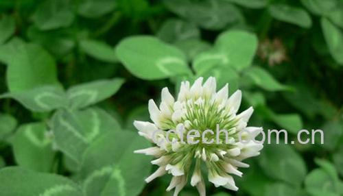 果蔬百科白三叶草-0