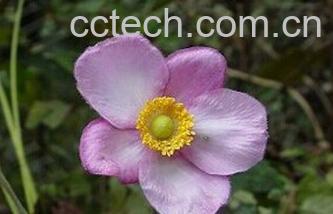 果蔬百科打破碗花花-0