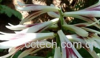 果蔬百科大百合-0