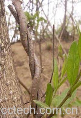 果蔬百科杠柳-0