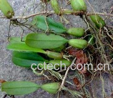 果蔬百科石仙桃-0