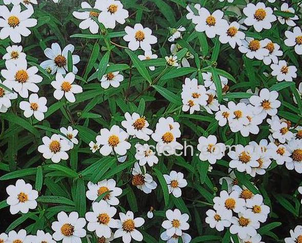 果蔬百科大滨菊-0