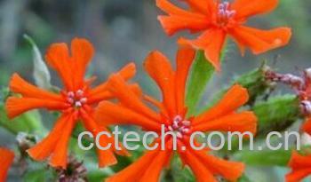 果蔬百科大花剪秋萝-0