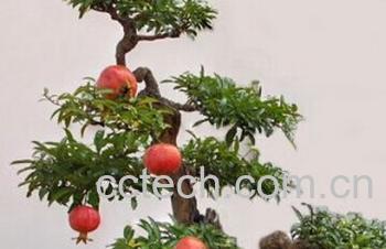 果蔬百科盆栽石榴花-0