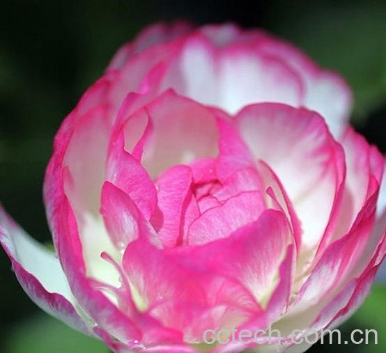 果蔬百科花毛茛-0