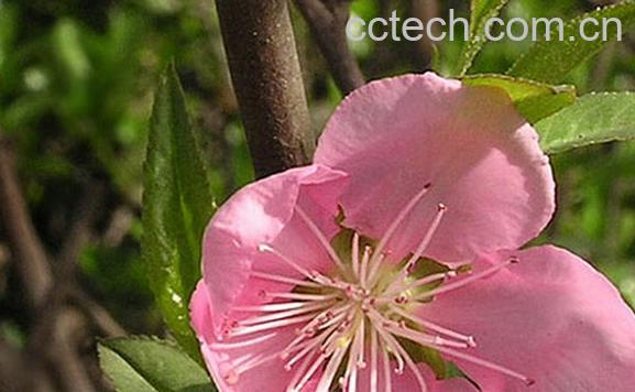 果蔬百科山桃花-0