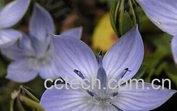 果蔬百科肋柱花-0