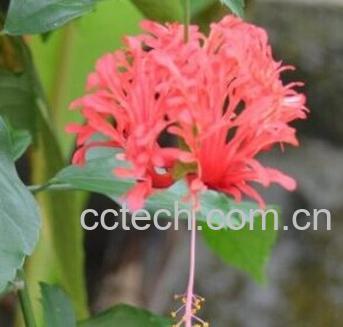 果蔬百科吊灯扶桑-0