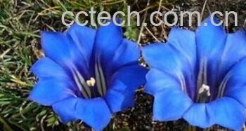 果蔬百科龙胆花-0