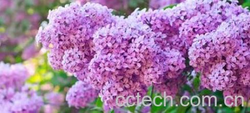 果蔬百科绣球花-0