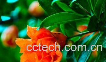 果蔬百科石榴花-0