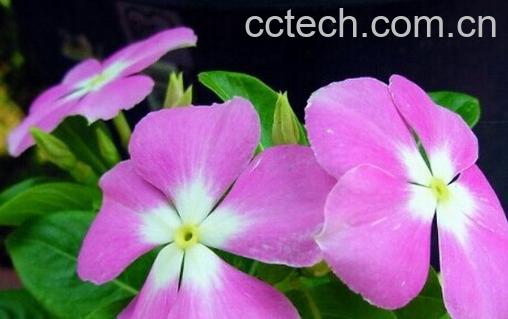 果蔬百科长春花-0