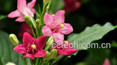 果蔬百科海仙花-0