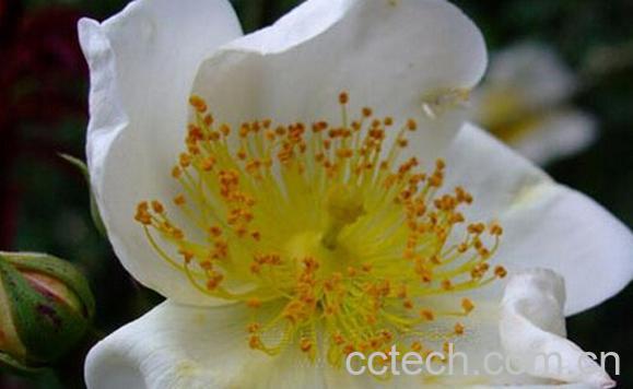 果蔬百科川滇蔷薇-0