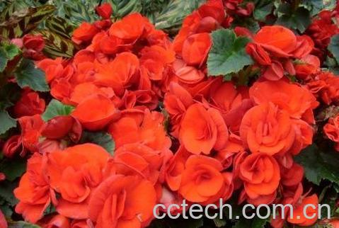 果蔬百科丽格海棠-0