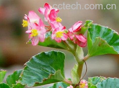 果蔬百科四季-0