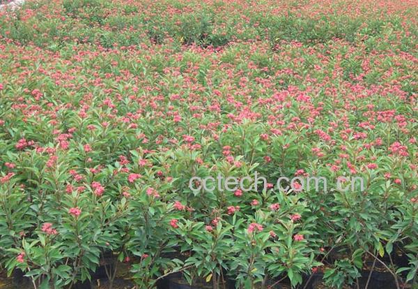 果蔬百科琴叶珊瑚-0