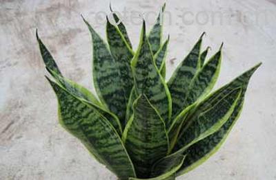 果蔬百科虎尾兰-0