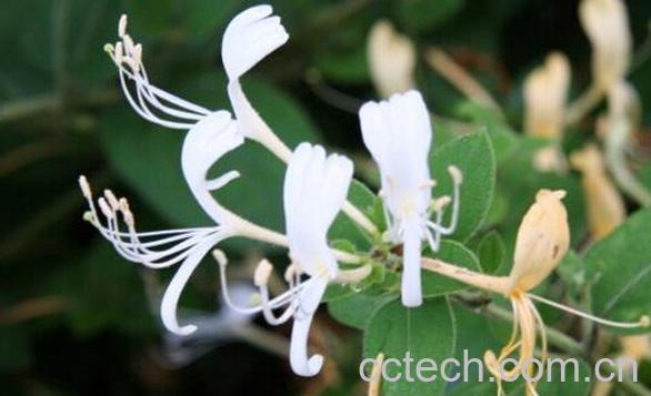 果蔬百科齿时忍冬-0