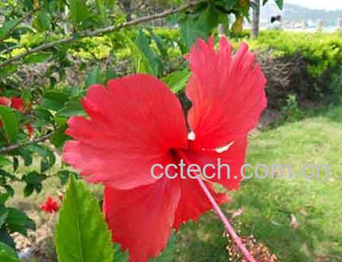 果蔬百科扶桑-0