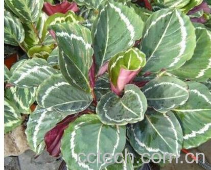 果蔬百科彩虹竹芋-0