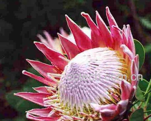 果蔬百科帝王花-0