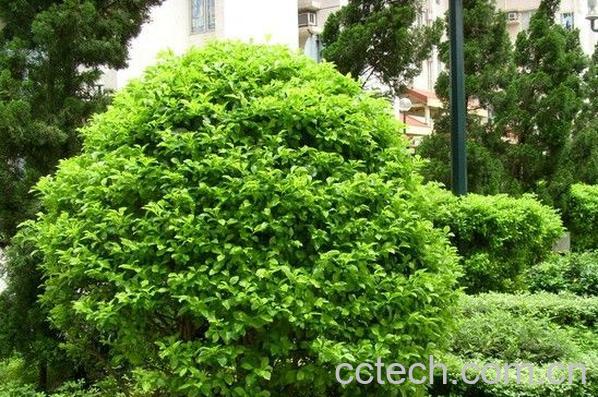 果蔬百科假连翘-0