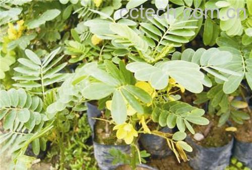 果蔬百科黄槐-0