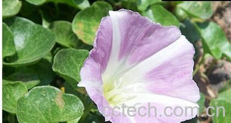 果蔬百科滨旋花-0