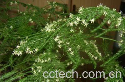 果蔬百科文竹-0