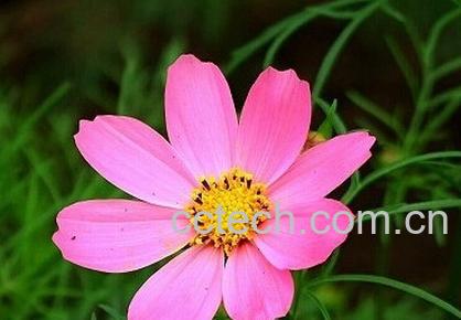 果蔬百科波斯菊-0