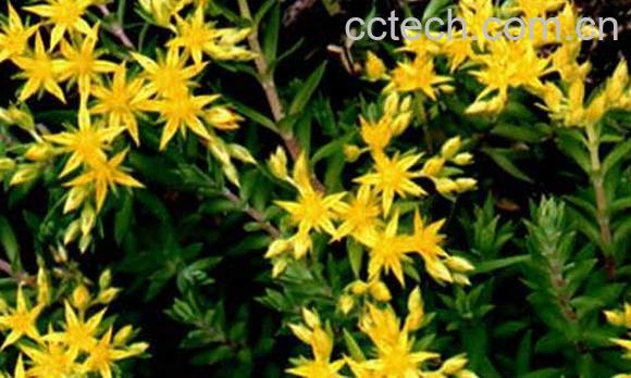 果蔬百科重盆草-0