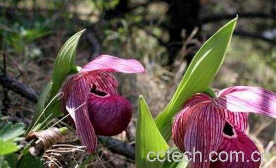 果蔬百科川滇杓兰-0