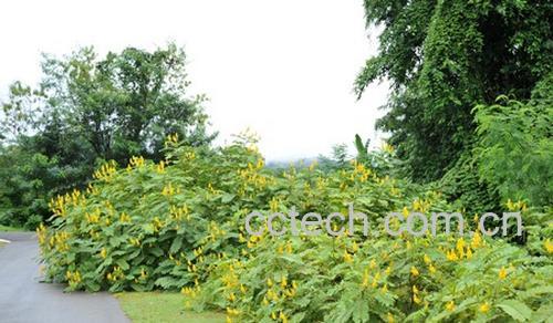 果蔬百科翅荚决明-0