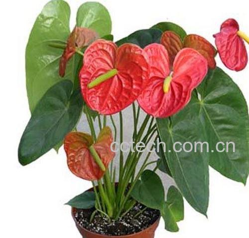 果蔬百科红掌-0