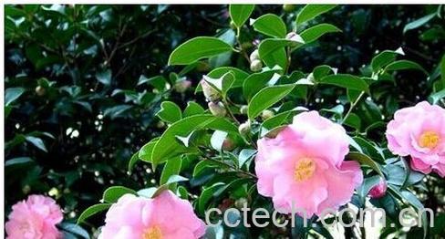 果蔬百科山茶花-0