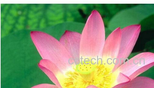 果蔬百科夏天开的花-0