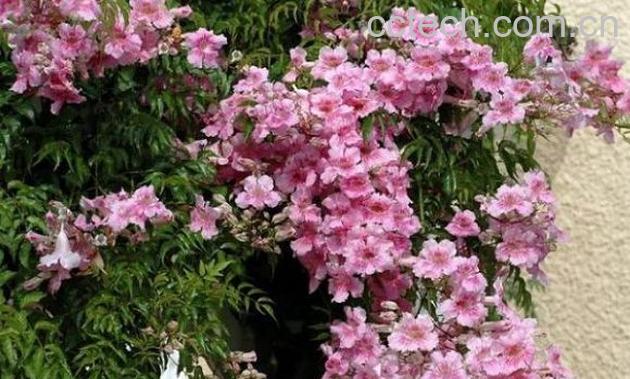 果蔬百科非洲凌霄属-0